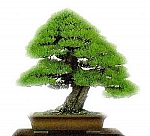 Ilustrační foto [bonsai.jpg]